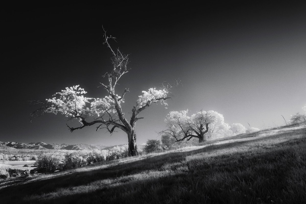 Jonas Hangartner tweet media