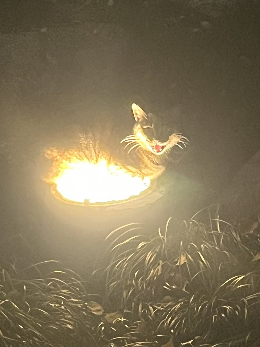 Hi Dragon tweet media