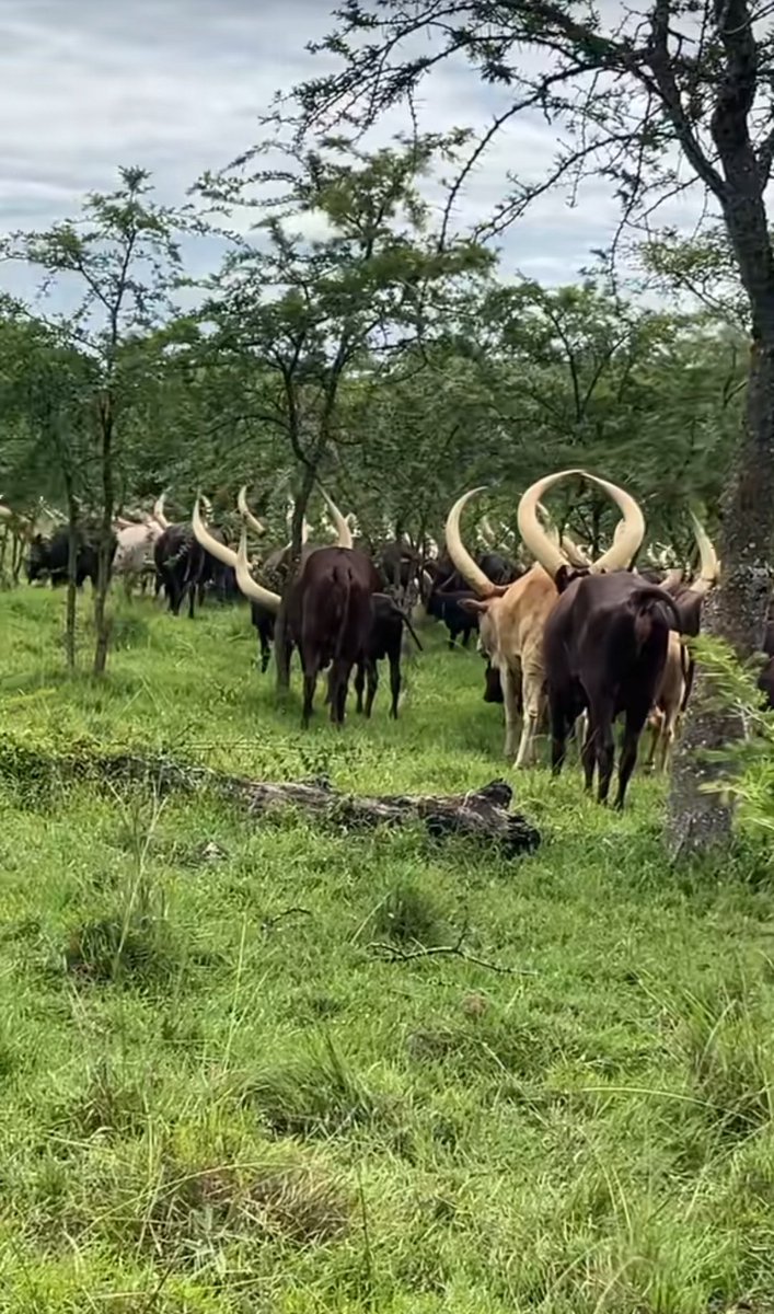 Omunyankore tweet media