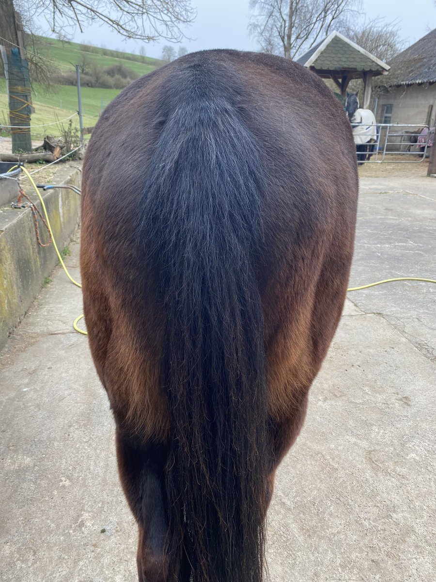 Bananenbringerin ×͜×🖖🏼⛥ tweet media