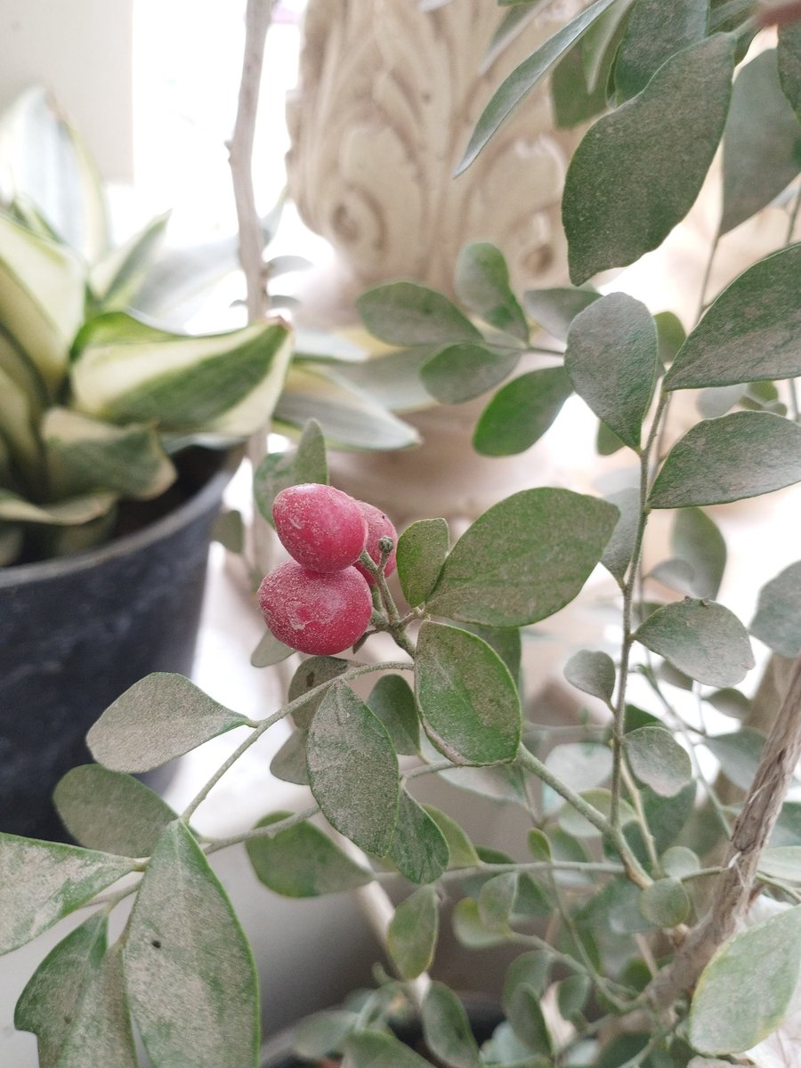 بذرة tweet media