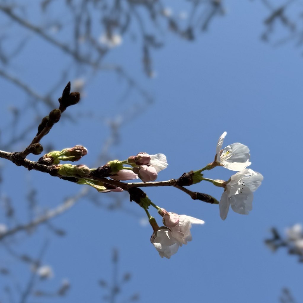 10月の流星 tweet media