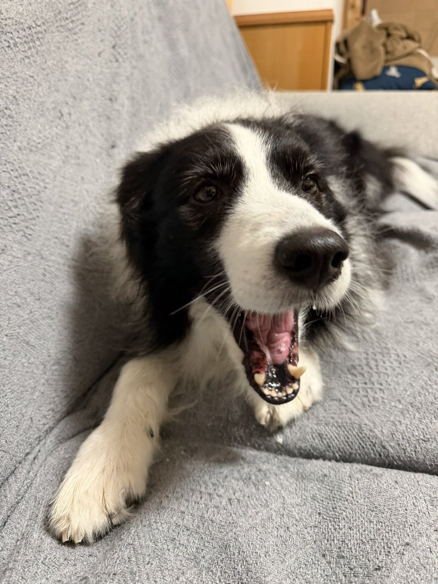 チョコスキー tweet media