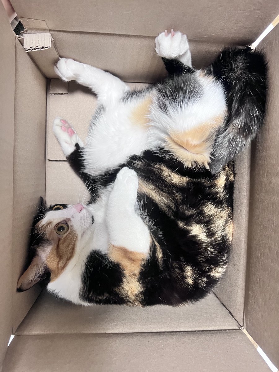 냥생떡상 tweet media