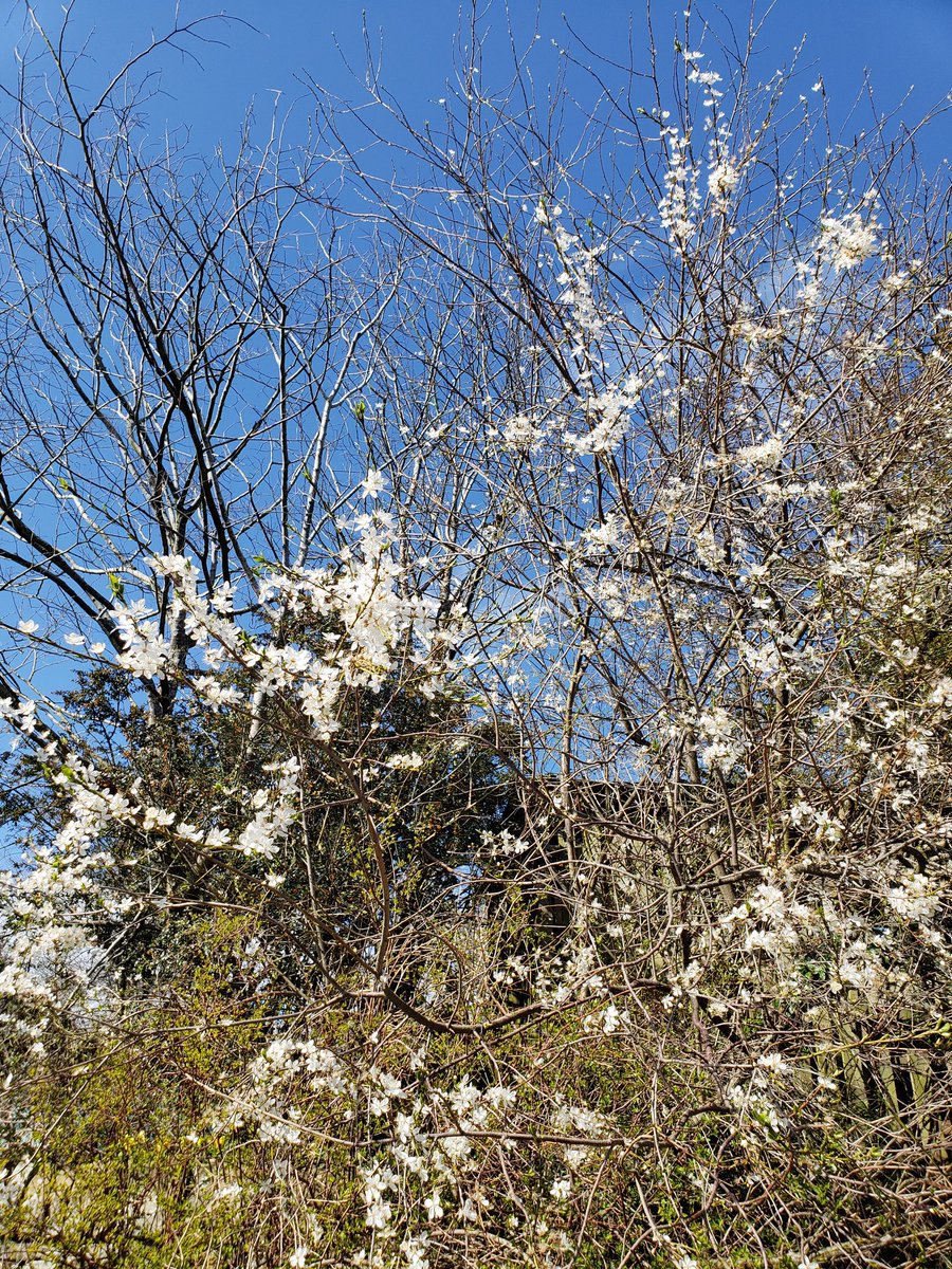 Hamish Kidd tweet media