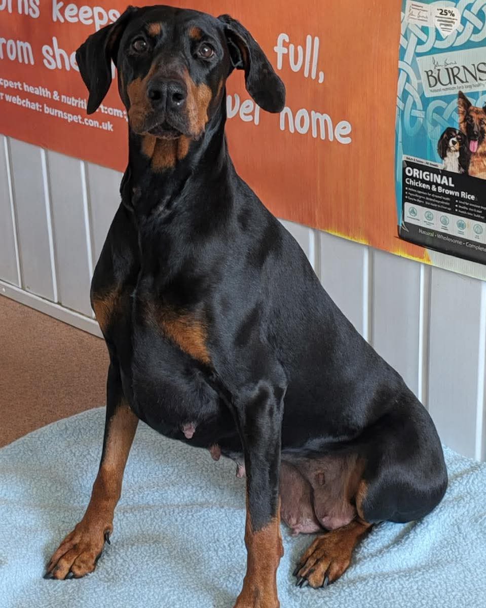 Greenacres Rescue tweet media