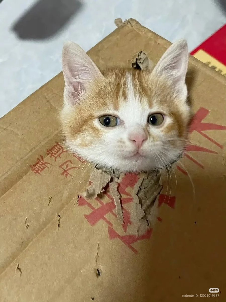 Cat Lovers 🐈 tweet media