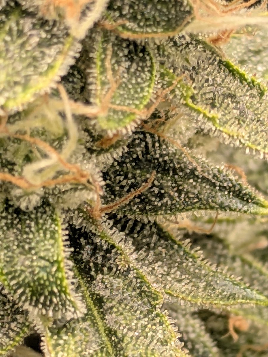 ScrOgonom tweet media