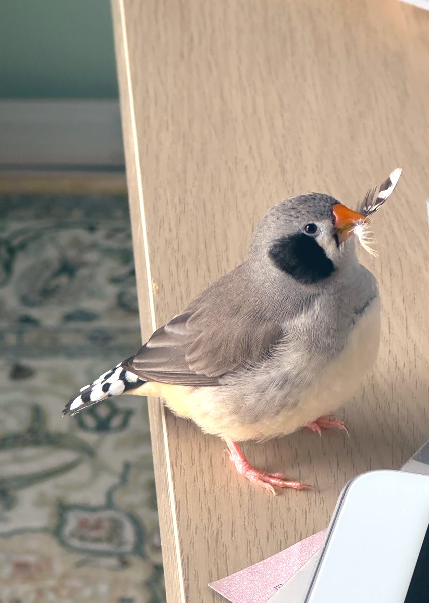 キリリとしている