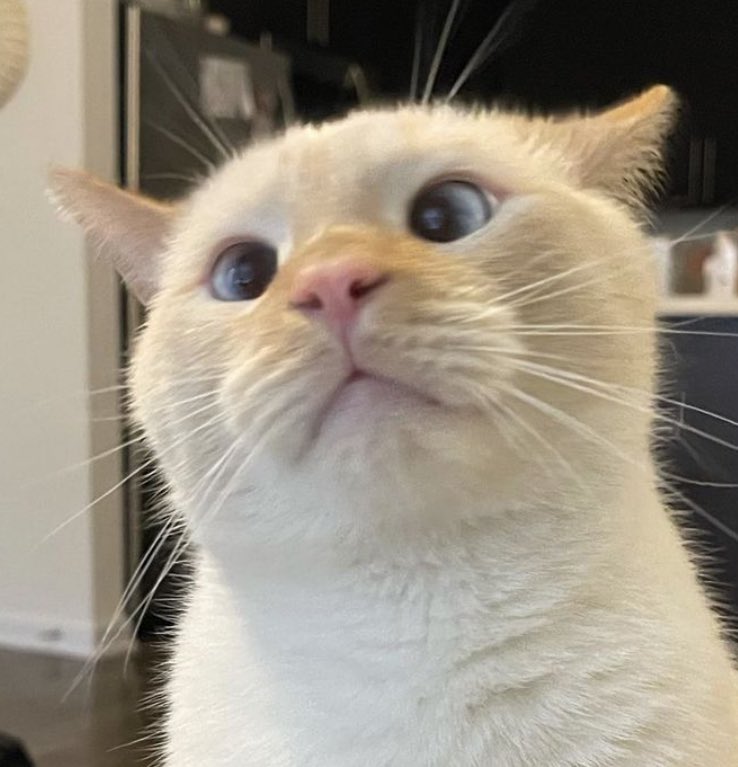 arel (ivy’s lovebot) tweet media