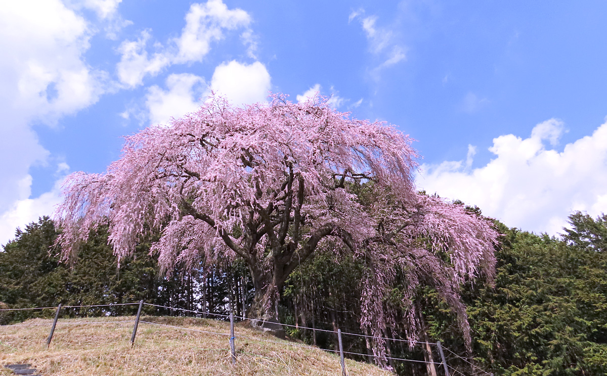 トースケ@山梨(横浜出張中) tweet media