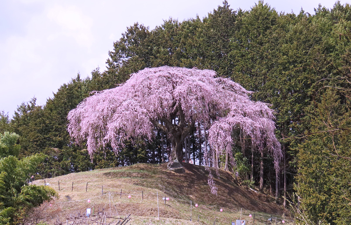 トースケ@山梨(横浜出張中) tweet media