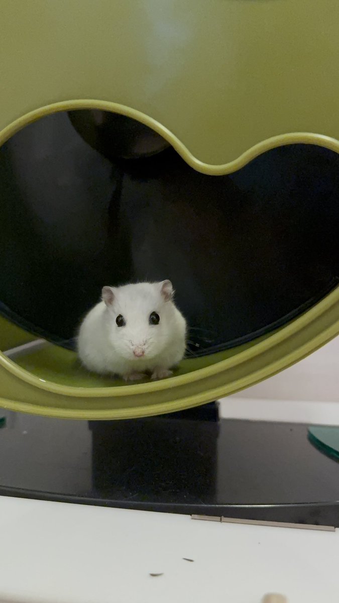 머랭크림쿠키 tweet media