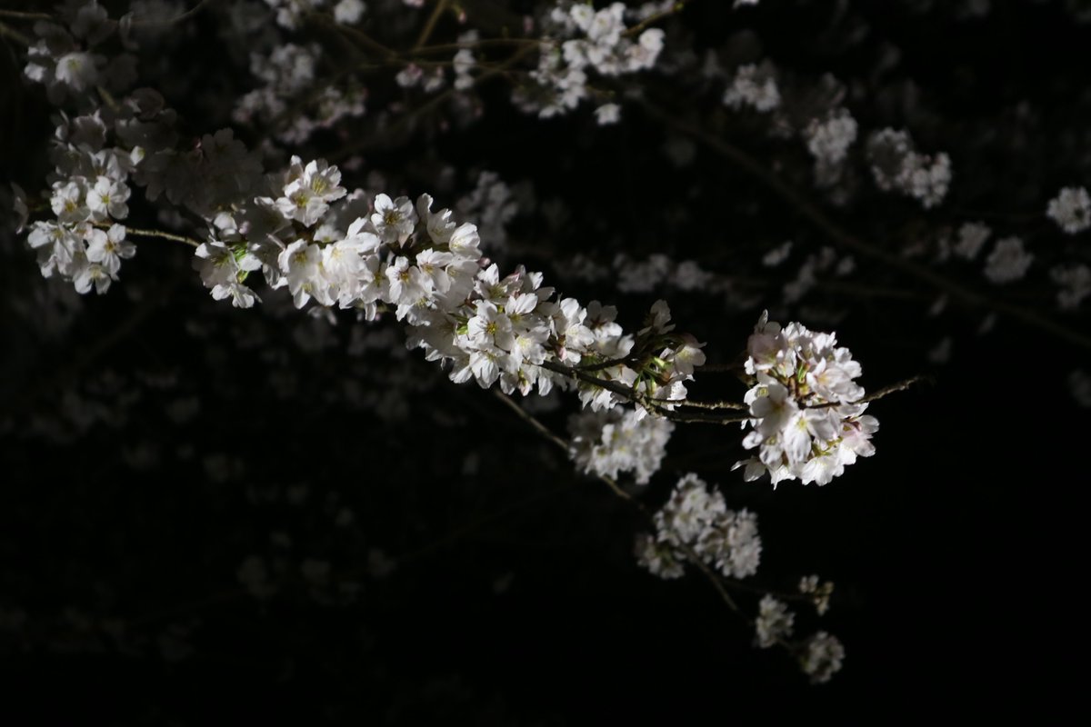 しもじま tweet media