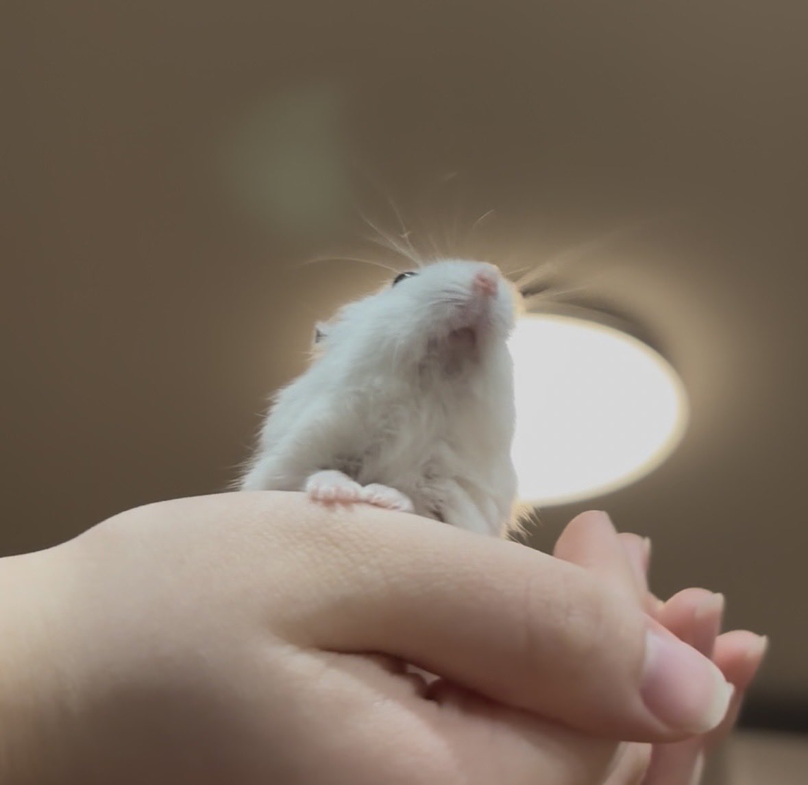 いも団子 tweet media