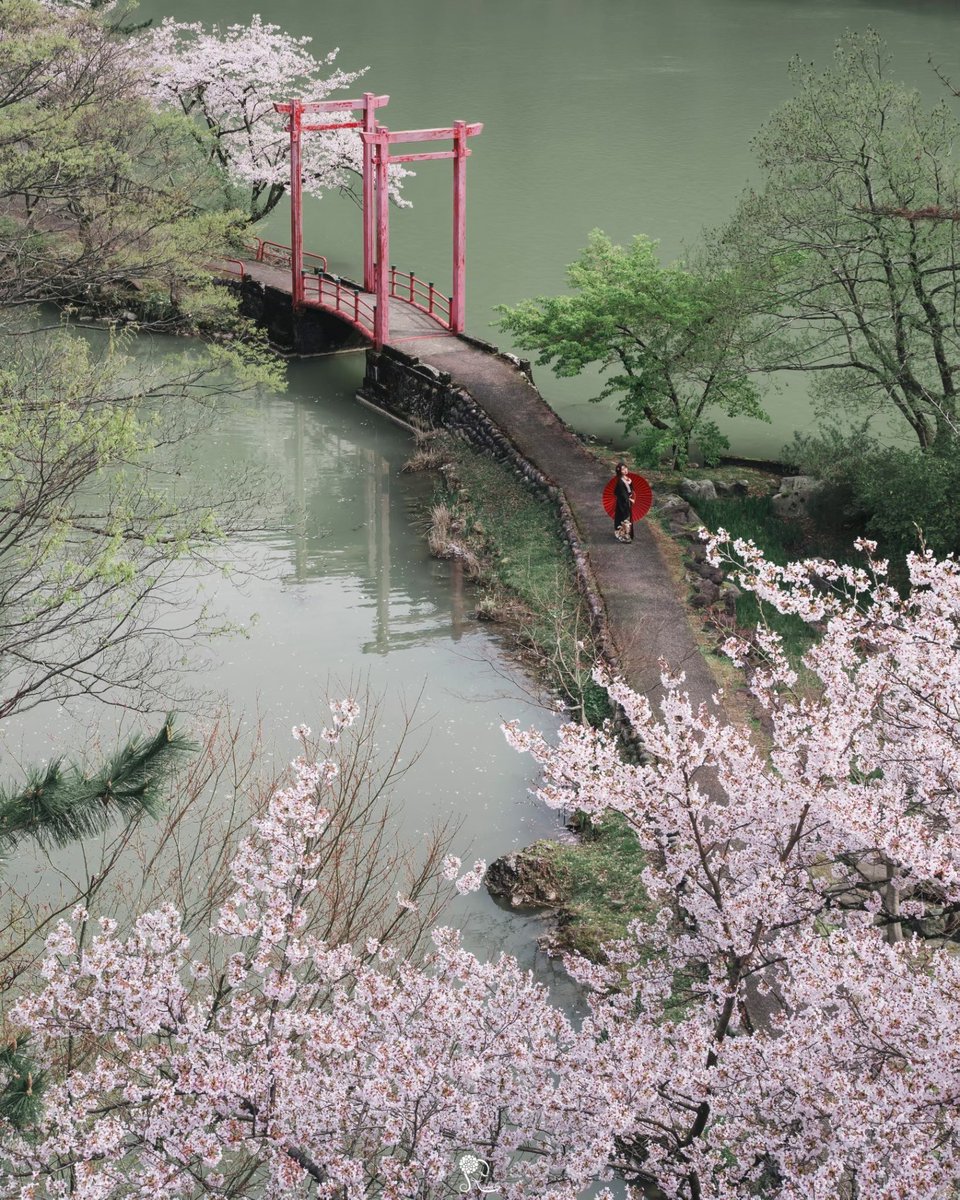 rina_k_photo's tweet image. 春色の水面に浮かぶ、桜の道

#selfportrait
