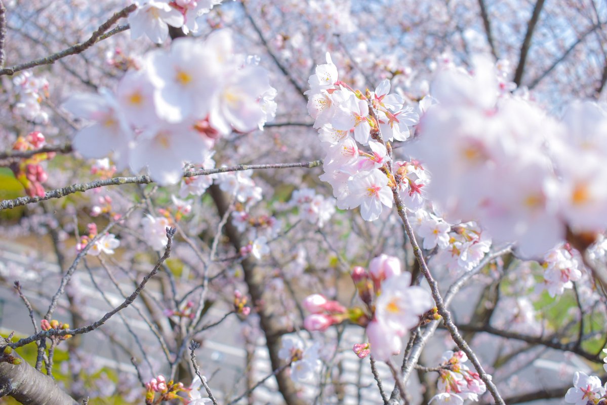 モリタサン tweet media