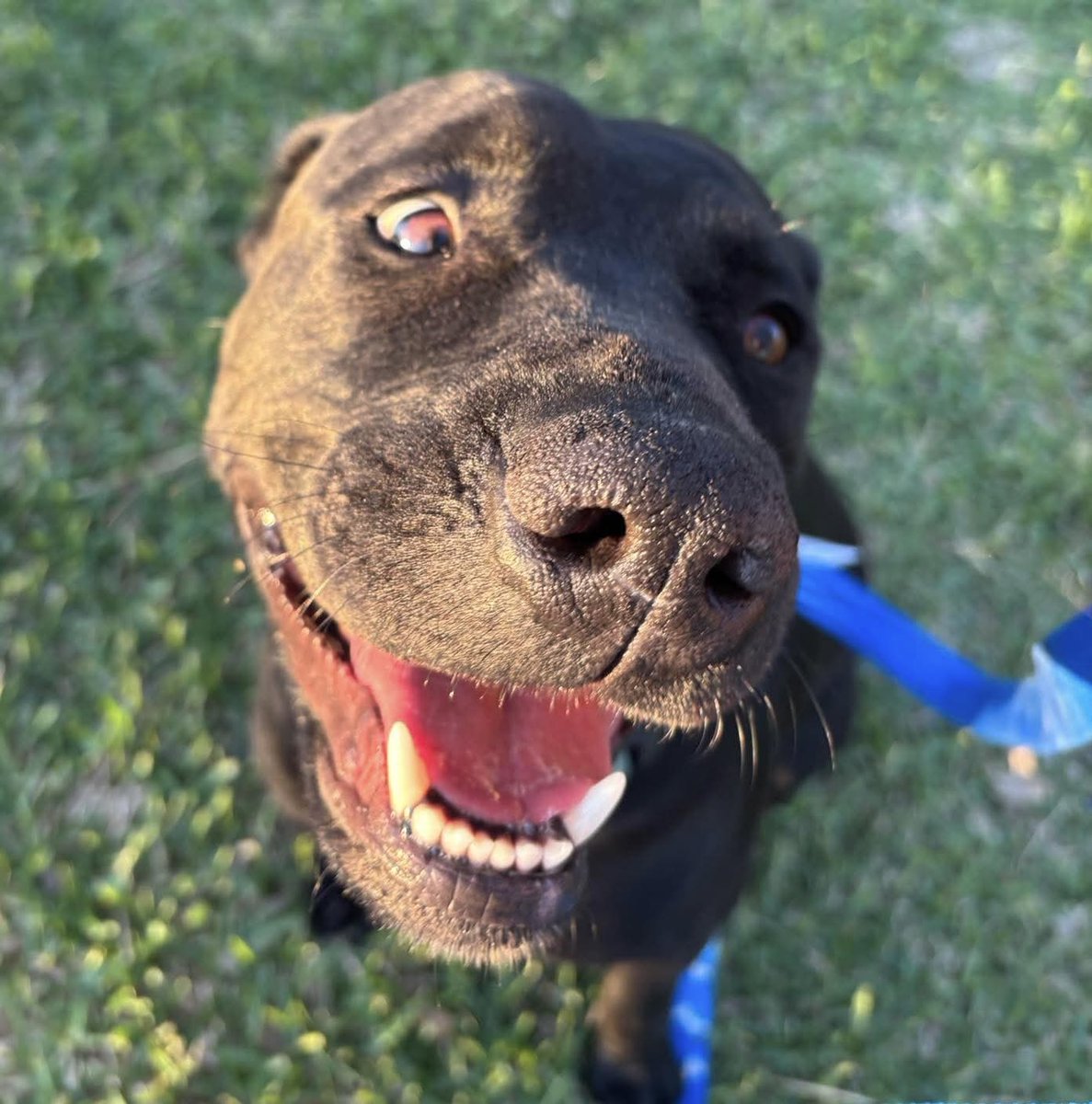 @PawsnTails4TX 🇺🇸🇺🇸🐾🐾 tweet media