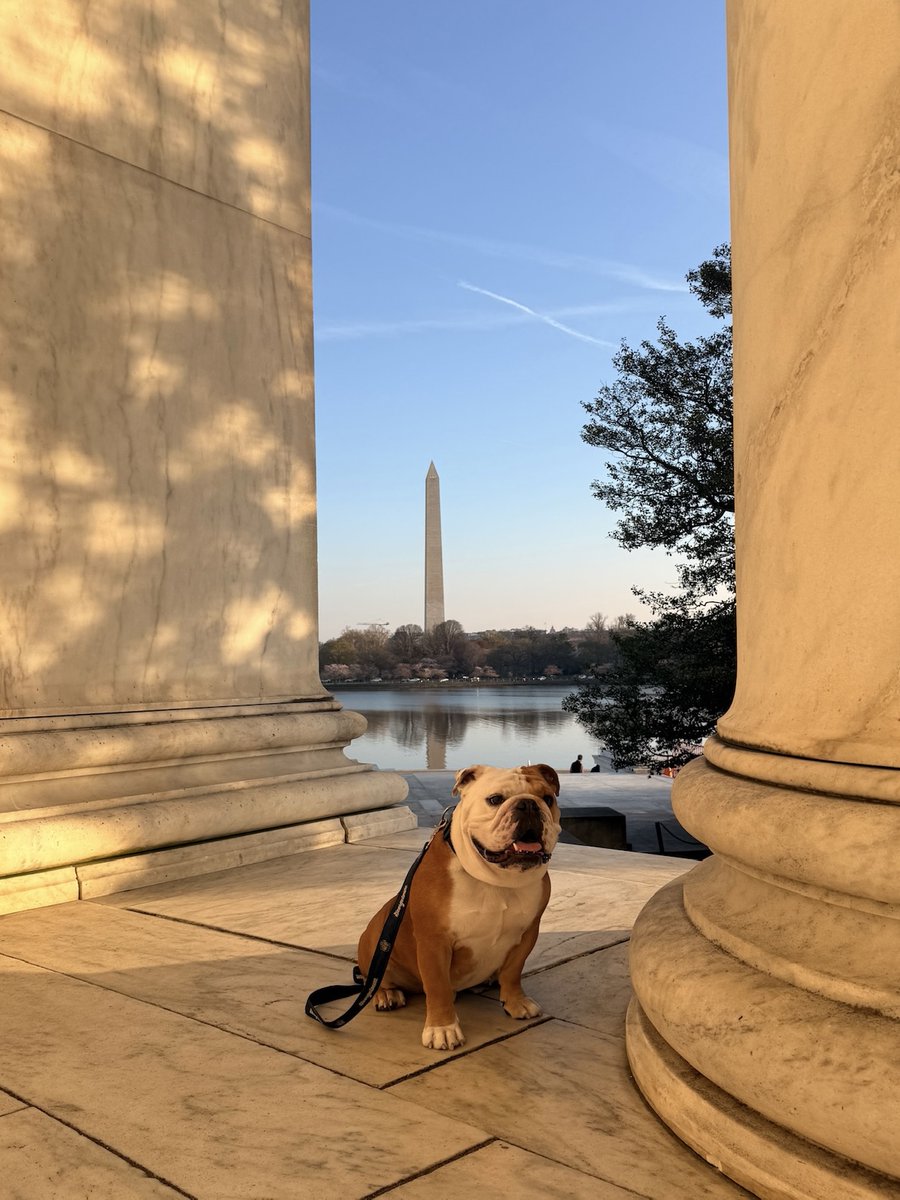 Jack the Bulldog tweet media