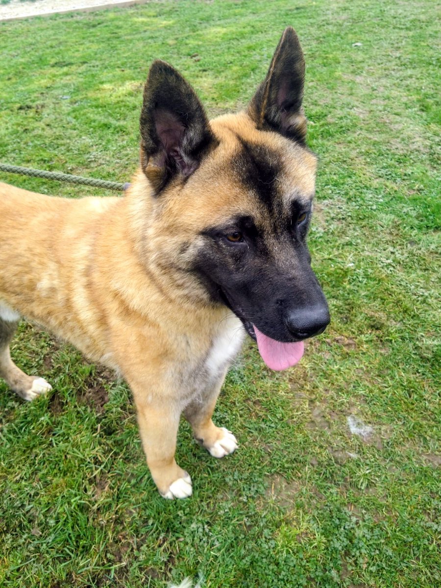 German Shepherd Rescue Elite ( GSRE ) tweet media