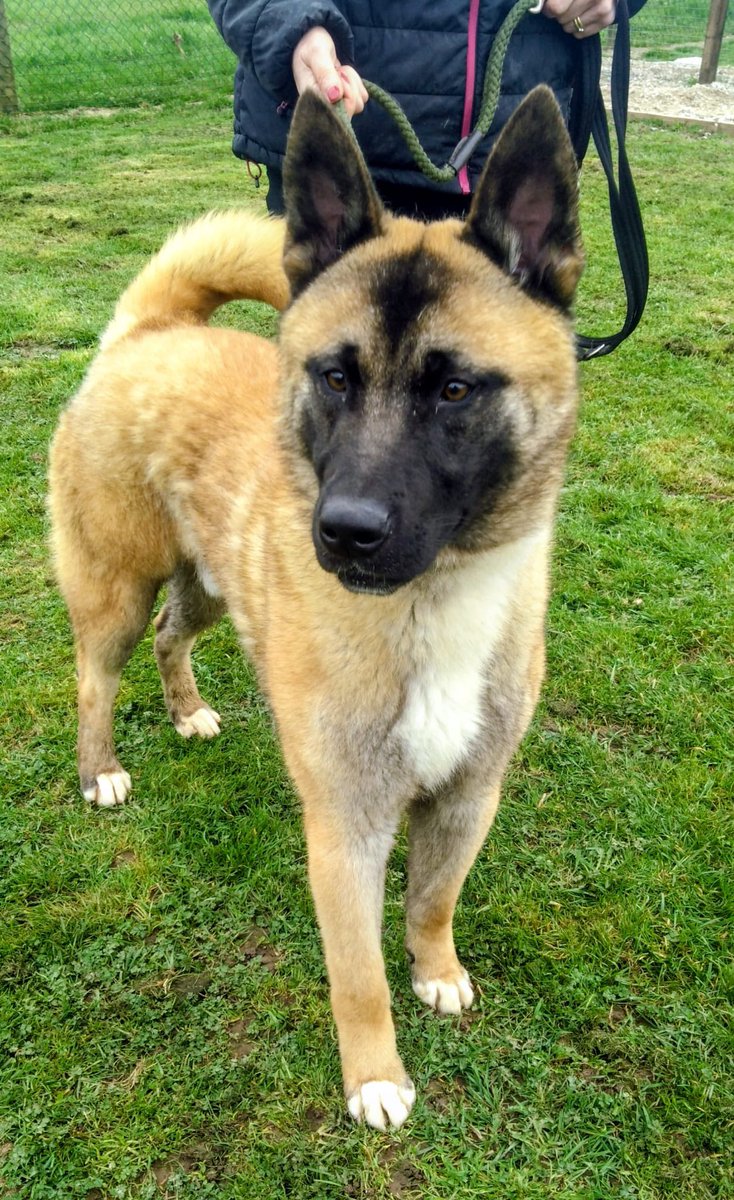 German Shepherd Rescue Elite ( GSRE ) tweet media