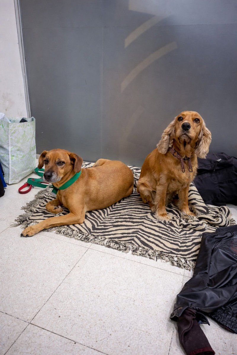 ADRY FDA DEL 55,65% tweet media