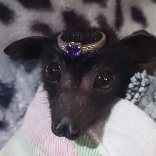 coffin!🐾🦴 tweet media