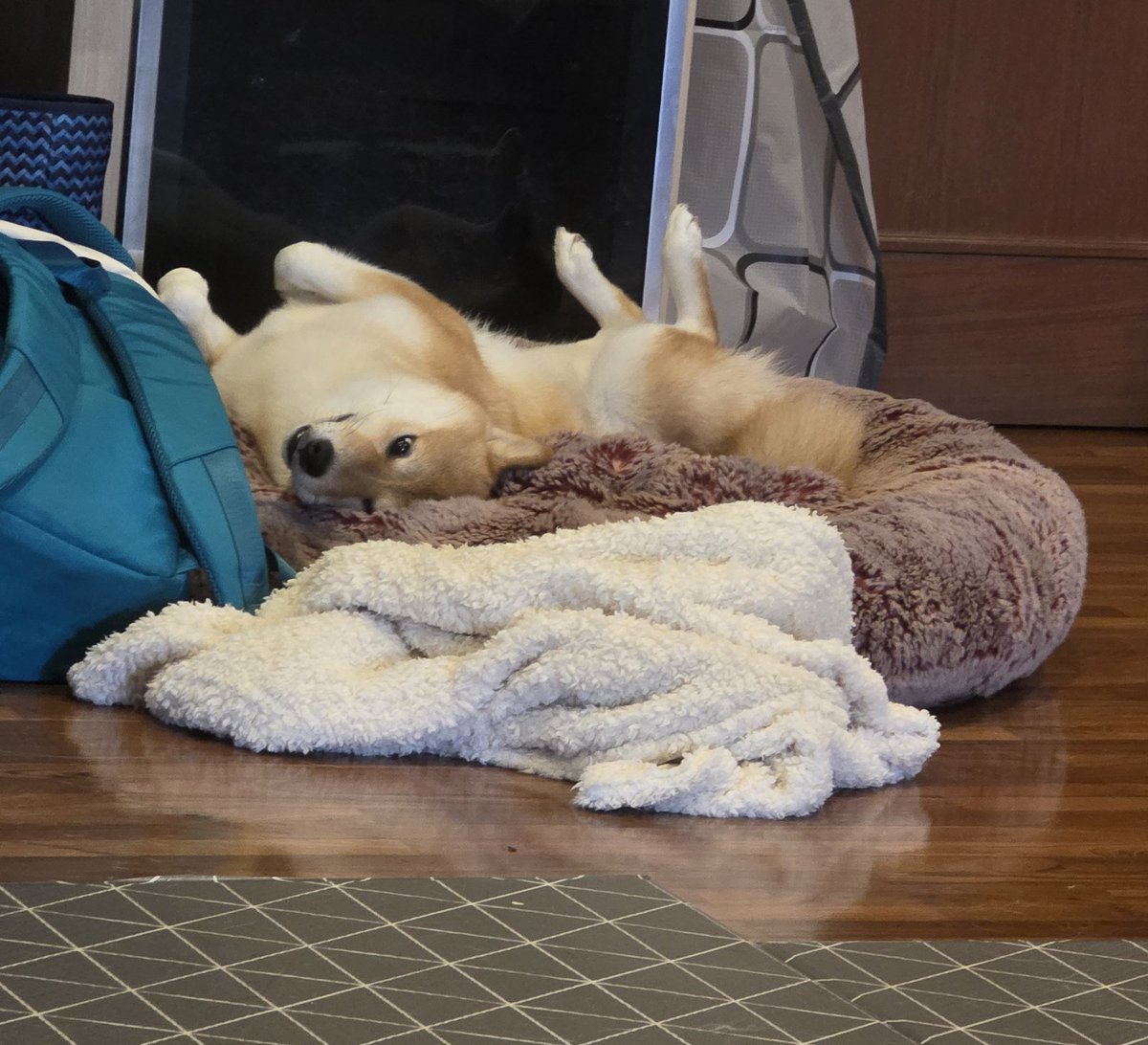 Sisira Hydrangea🌿🔮 Pixela S tweet media