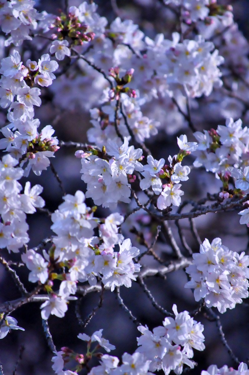 くらむちゃうだー tweet media