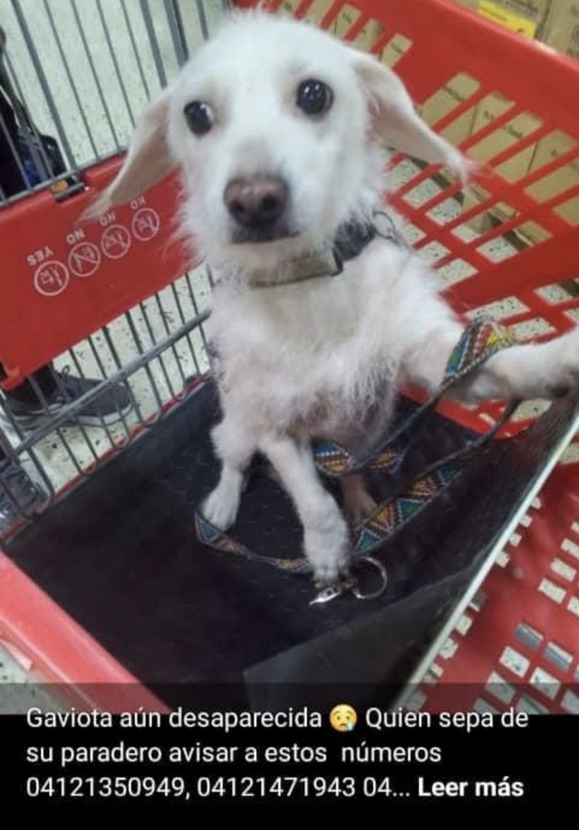 GRACE🇻🇪🆓 tweet media