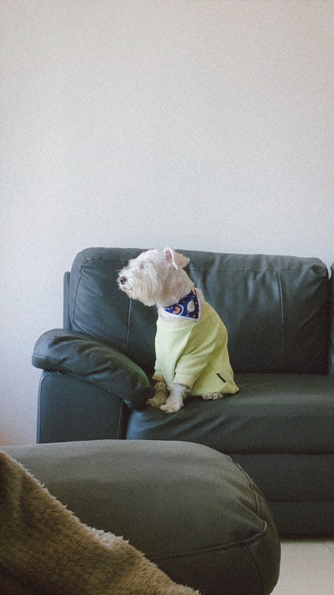 💀 boston rex tweet media