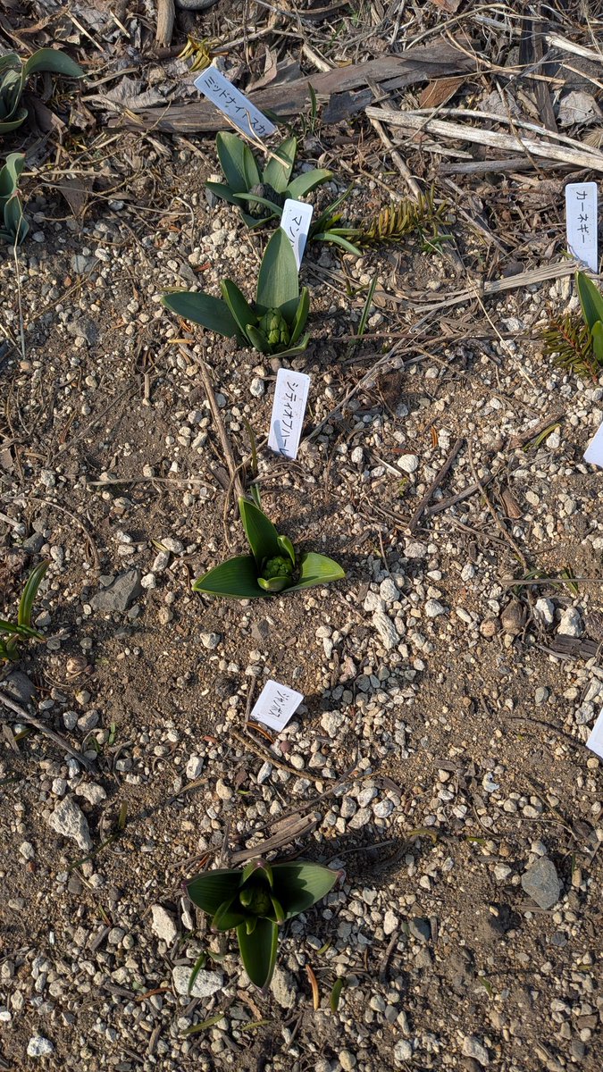 lovesemps tweet media