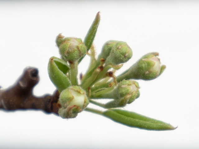 passe colmar tweet media