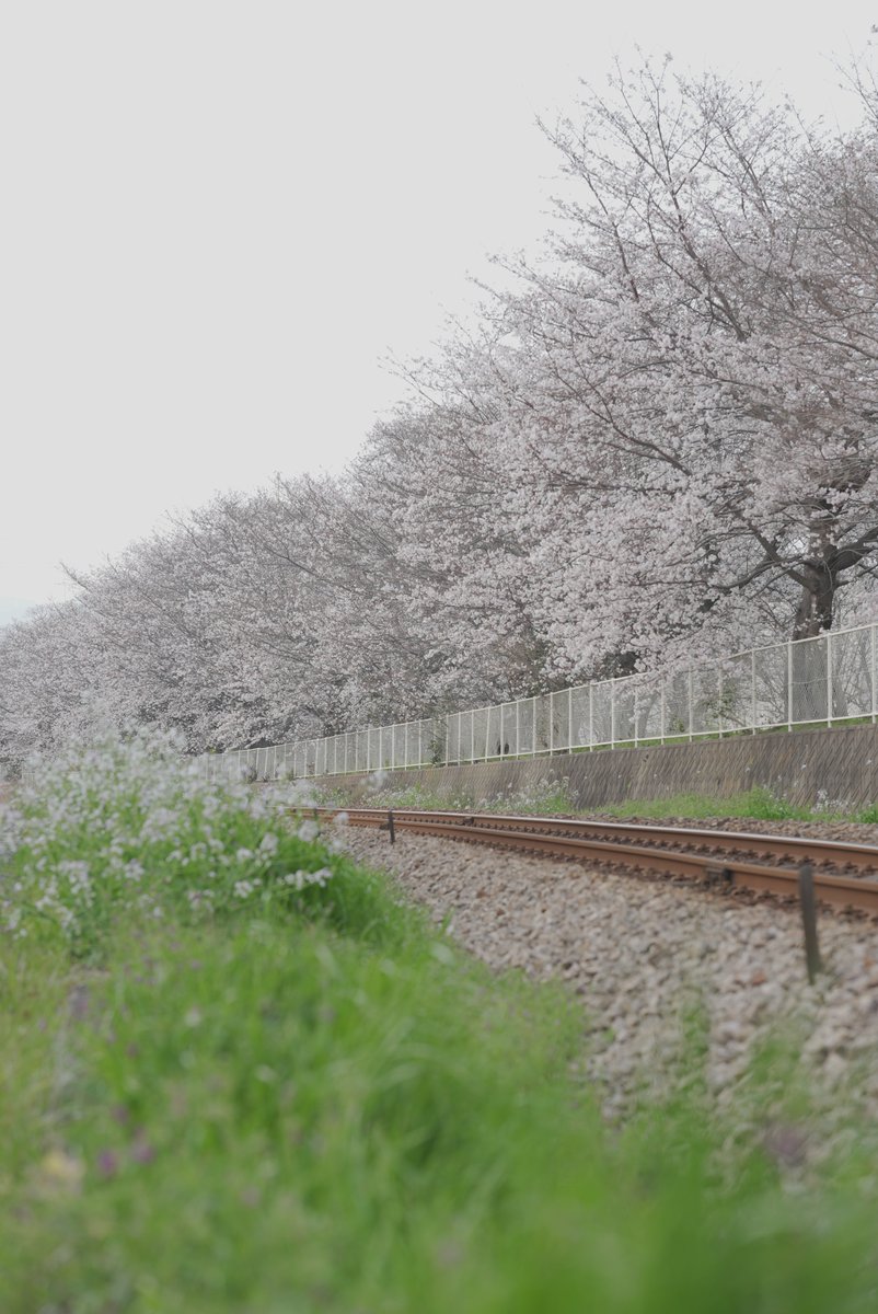 ケイツ/CATES tweet media