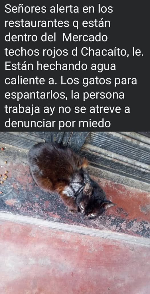 Carolina tweet media