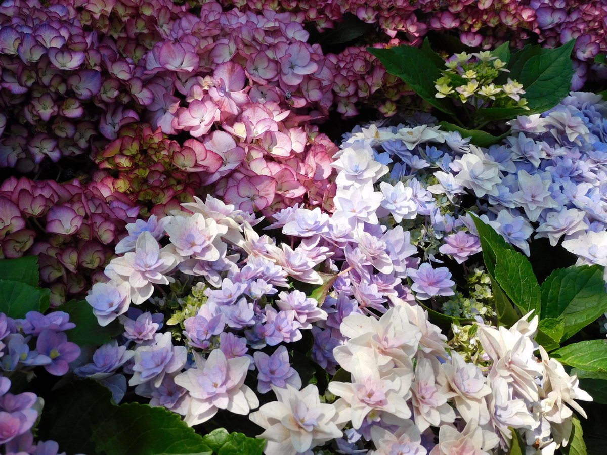 北極星🌟&風鈴草🍀 葉紫 tweet media