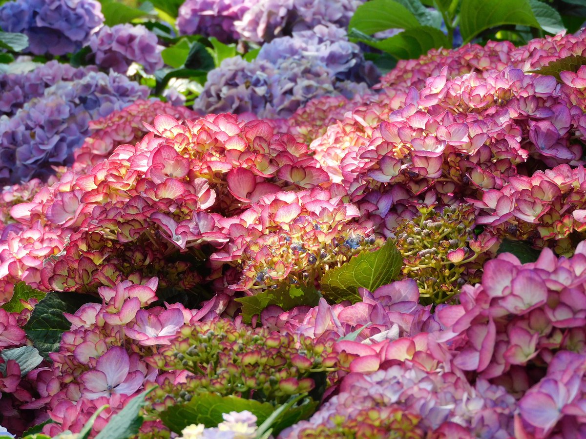 北極星🌟&風鈴草🍀 葉紫 tweet media