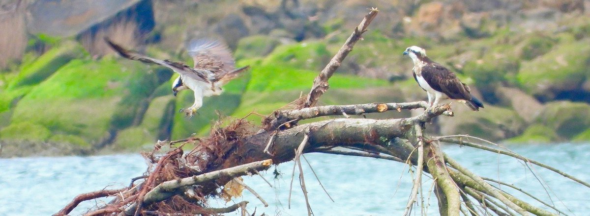 Guillermo Camus tweet media