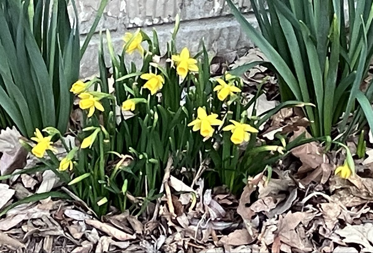 Jane Heitman Healy tweet media