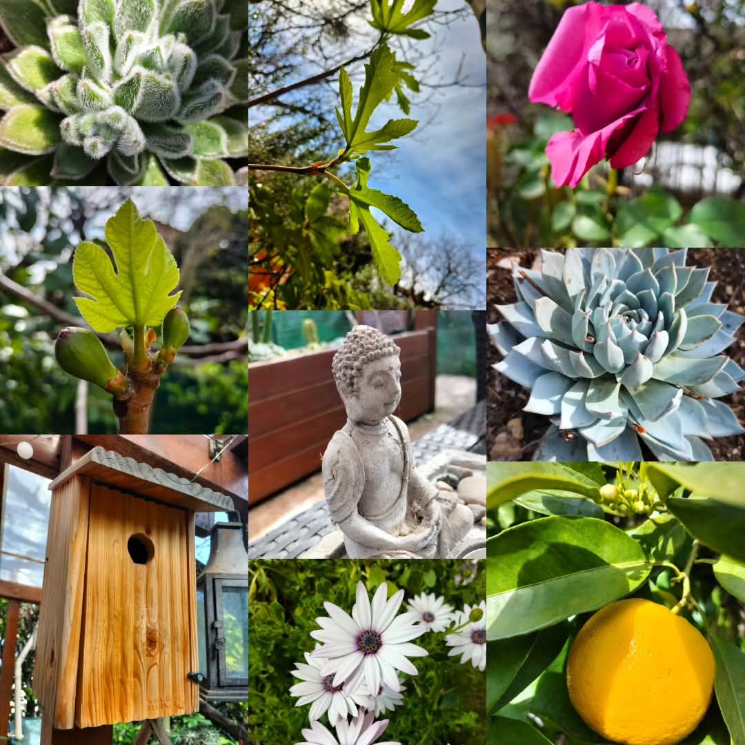 28 mars 2026, le jardin renaît...
<a href="/scorpionnella/">Scorpionnella</a>
<a href="/Scorpionnella7/">Bellhennascorpelectra</a>

#Jardin #PlaisirsSimples