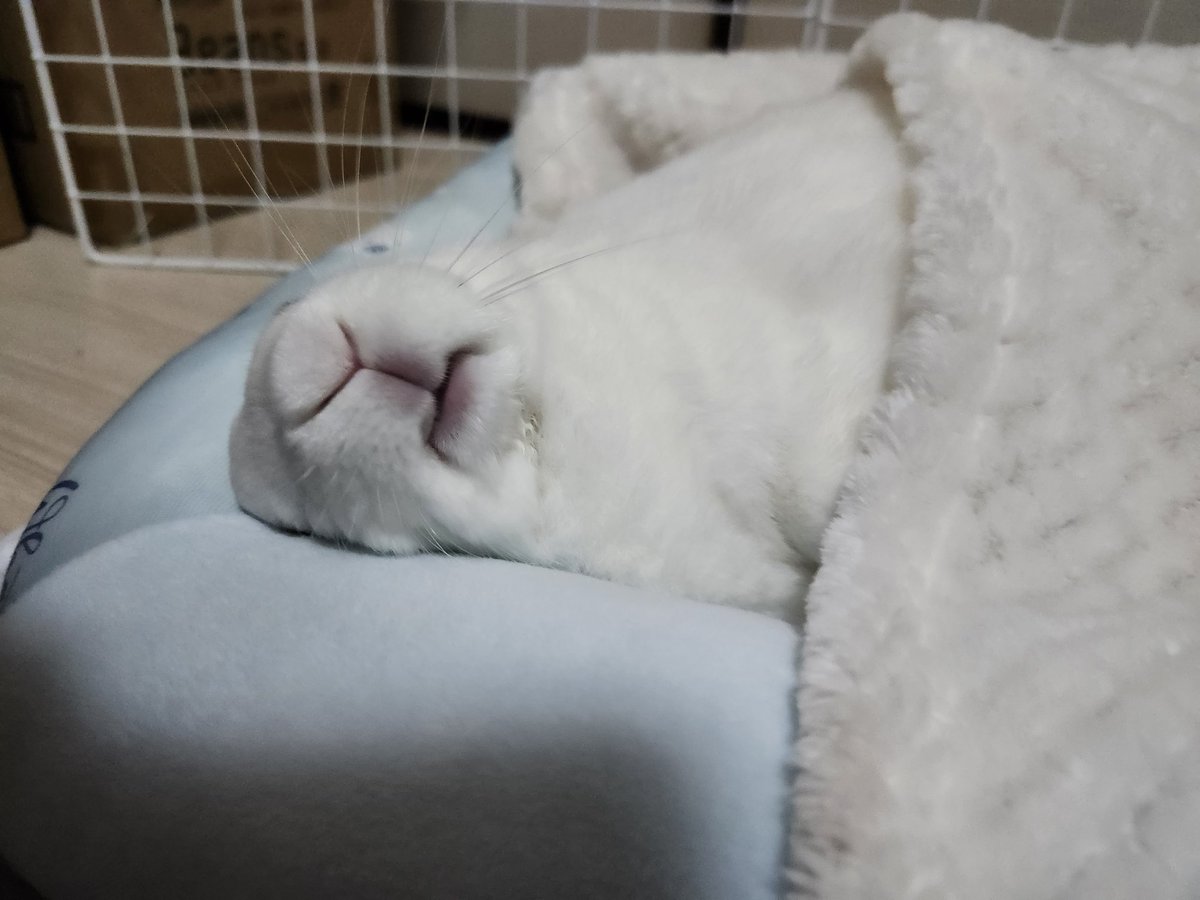usapararick's tweet photo. @studio__rex 布団をかけられてマットで熟睡するウサギです🐇
周りからは「オッサンやん」と言われてるかわいい4歳児です🤣🤭 https://t.co/ih49wMXbct