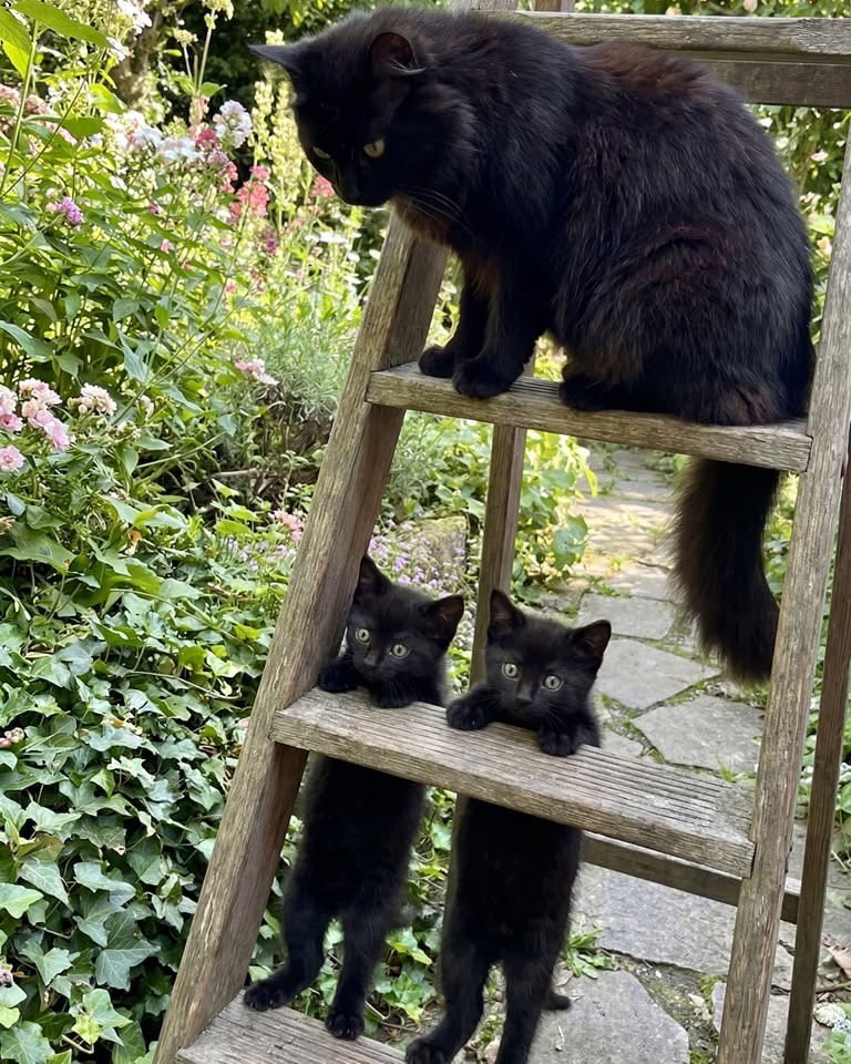 Black cats are not bad luck tweet media