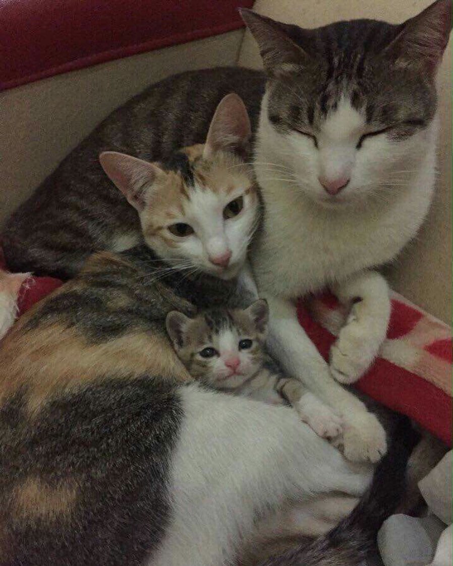 Punch Cat tweet media