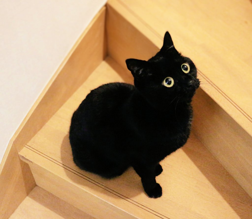 みっくん tweet media