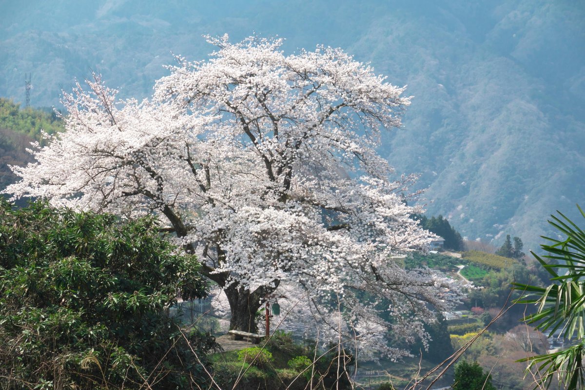 がんちゃん(💉FFMMFF) tweet media