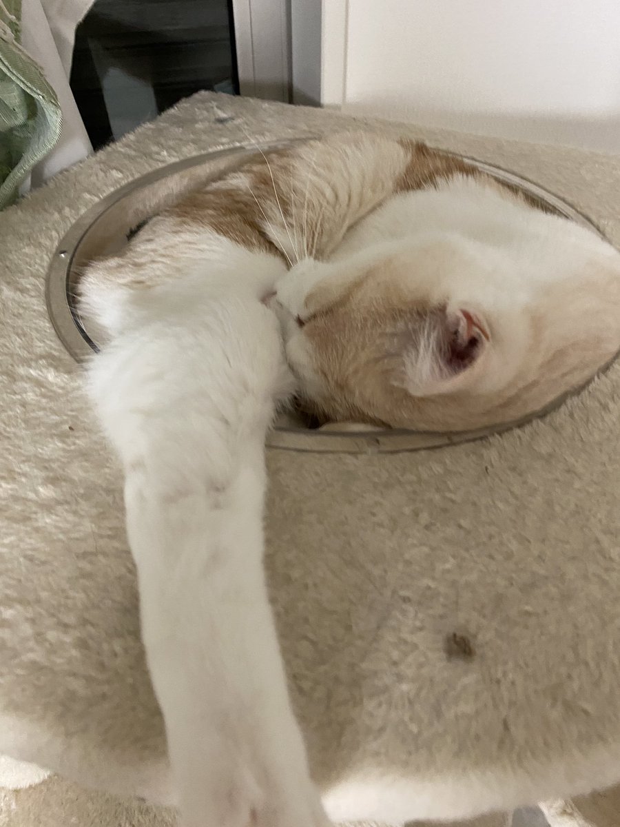 6猫（6匹の保護猫） tweet media