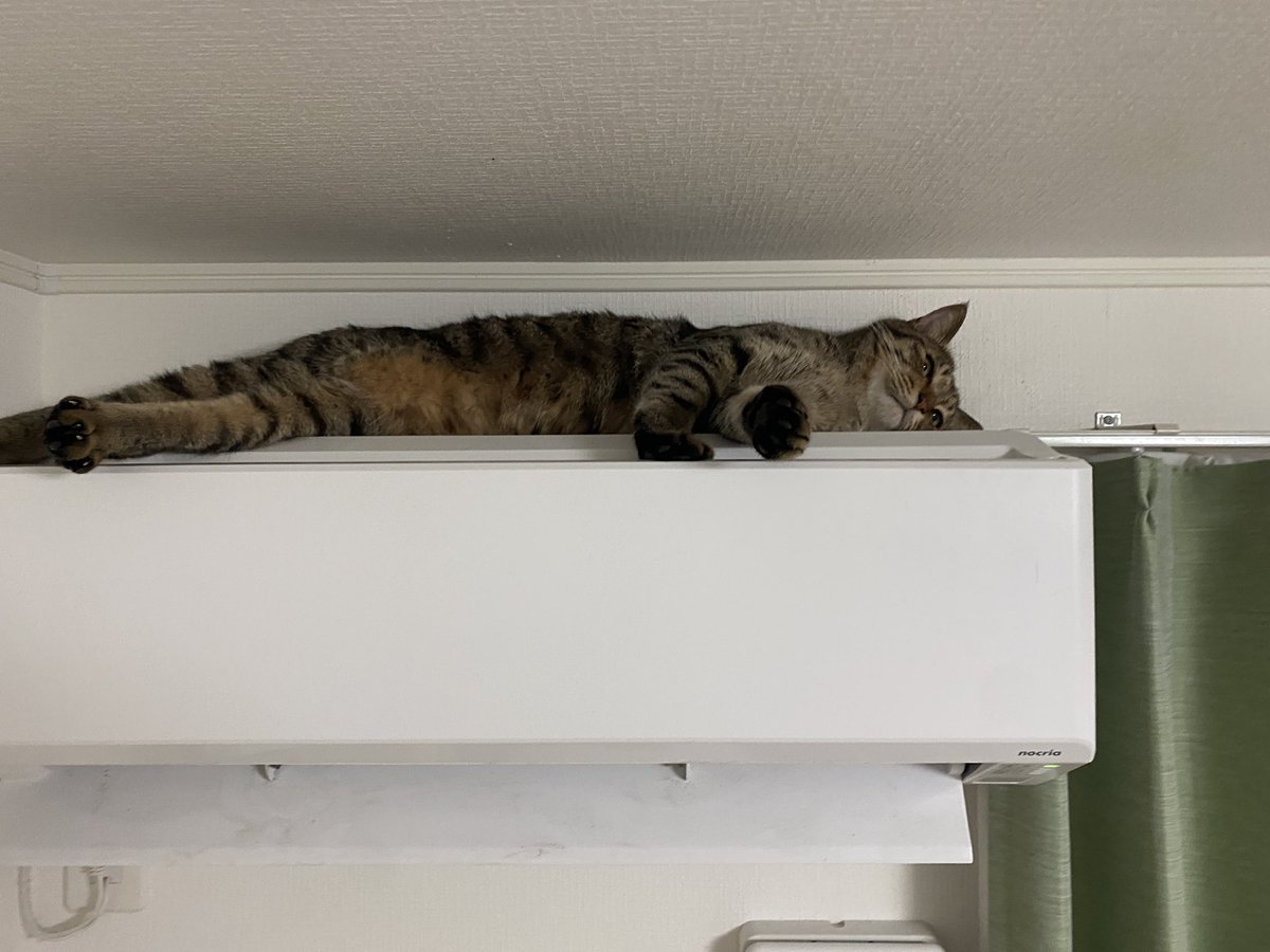 6猫（6匹の保護猫） tweet media