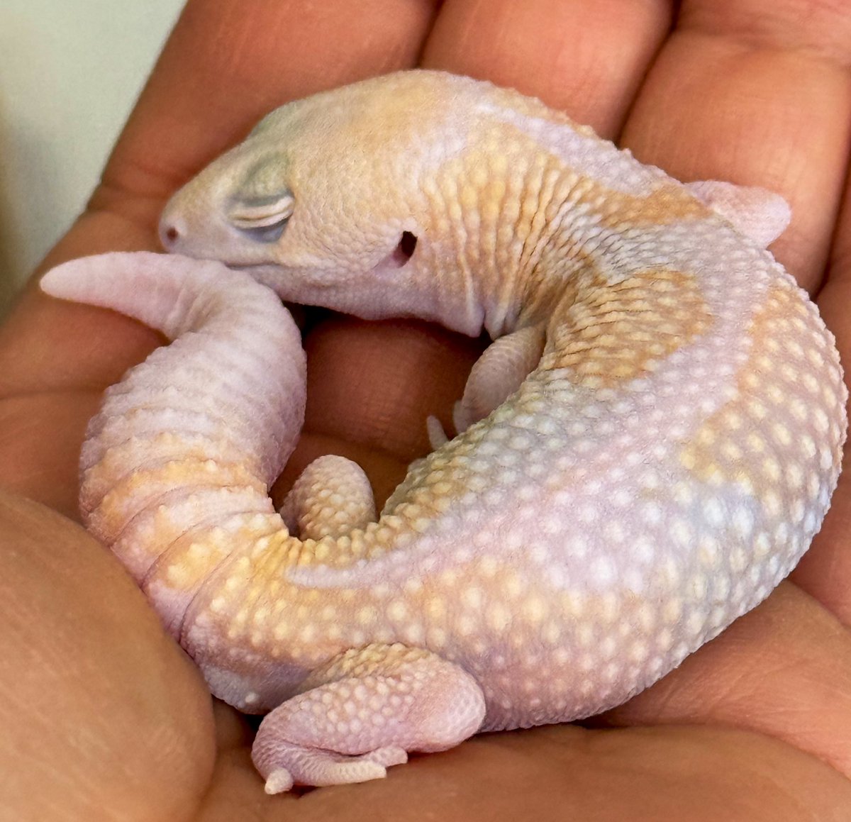 バニラ tweet media