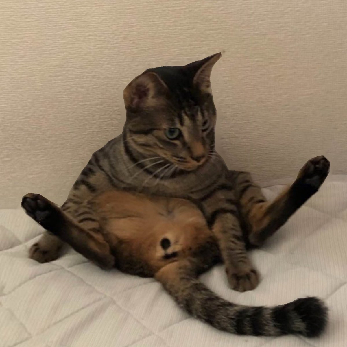 凸ちゃん 神保町 古本屋 なぜか押したイイネが消えます。 tweet media