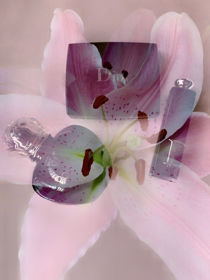 Stellnyang 𝜗𝜚 tweet media